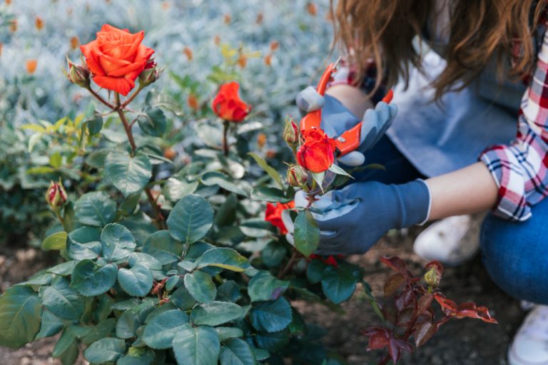 A Guide to Rose Pruning Tips for Healthy Growth